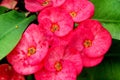 Thick Petalled Red Flowers