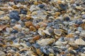 Small seashells on sandy beach Royalty Free Stock Photo
