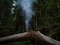Smoke from Broken Tree Trunk in Dark Forest Royalty Free Stock Photo