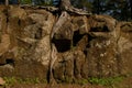 Thick and powerful roots of the tree pierced the rock, hold on to it