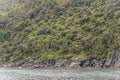 Thick rain forest vegetation on rocky fjord shore,  Milford Sound, New Zealand Royalty Free Stock Photo