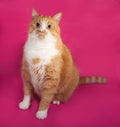 Thick red and white cat sitting on pink