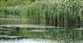 Reeds on calm water Royalty Free Stock Photo