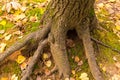 Thick root of a tree trunk against a background of earth covered with moss and fallen leaves Royalty Free Stock Photo