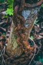 The thick rusty chain on the pole, the links of the old chain. Royalty Free Stock Photo