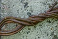 Thick rusty wire on a gray concrete column