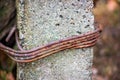 Thick rusty wire twisted around a pillar