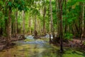 Thick shady jungle asia with a clean river