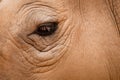 Thick skin and penetrating eye of rhinocerous Royalty Free Stock Photo