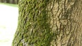 thick-skinned fissured bark and moss Royalty Free Stock Photo