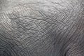 Thick skinned grey elephant skin abstract