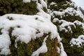 Thick Snowfall Drapes Hedges Creating Peaceful Winter Landscape Visuals Royalty Free Stock Photo