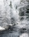 Thick snowy forest and river
