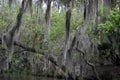 Thick Spanish Moss Hanging from Trees in Bayou