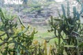Thick spider nets entangled among cacti near Baracoa, Cu