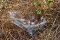 Thick spiderweb in dry grass