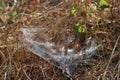 Thick spiderweb in dry grass