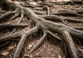Thick, sprawling tree roots spread across the forest floor. The gnarled roots, with a rough, Royalty Free Stock Photo