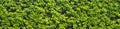 A thick spring hedge, a spring decorative motif. Panorama of the green wall consisting of thousands of small leaves