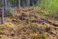 dry branches, stumps and lots of moss