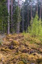 Dry branches, stumps and lots of moss