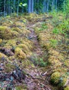 Stumps and lots of moss on the edge of the forest