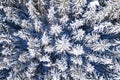 Thick spruce forest covered in snow, aerial landscape. Trees in winter pattern Royalty Free Stock Photo