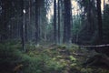 Thick spruce forest with young Christmas trees and mossy ground