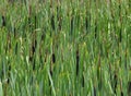 A thick stand of green cattail reeds
