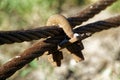 Thick steel rope close up. Bridge fence element. Detailed view. The surface of the steel cable is covered with rust. Royalty Free Stock Photo