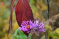 Thick stem purple aster flowers