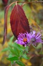 Thick stem purple aster flowers