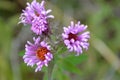 Thick stem purple aster flowers