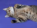 Thick striped cat lying on her back on blue Royalty Free Stock Photo