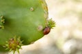 Red And Black Ladybird Royalty Free Stock Photo