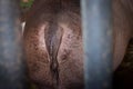 Thick tail of the Common hippopotamus Hippopotamus amphibius