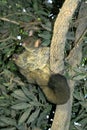 THICK-TAILED BUSH BABY OR GREATER GALAGO otolemur crassicaudatus, ADULT HANGING FROM BRANCH