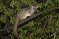 Thick-tailed Bushbaby, South Africa