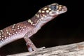 Thick-tailed Gecko