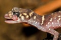 Thick-tailed Gecko