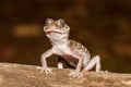 Thick-tailed Gecko