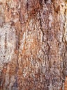 Thick Textured Bark Layers on Old Tree, Sydney, Australia