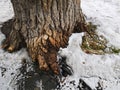 a thick textured tree in the ground covered with snow Royalty Free Stock Photo