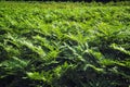 Thick thickets of fern. Young green fern thickets. Natural plant background of fern. Thickets of young green fern in the forest