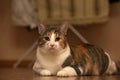 Thick three-color pet cat lying Royalty Free Stock Photo