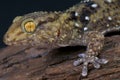 Thick toed gecko / Chondrodactylus turneri