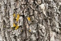 Thick Tree Bark and Yellow Fungus Abstract