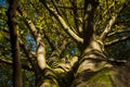 Thick tree branches with golden sunlight from a chestnut tree wi Royalty Free Stock Photo