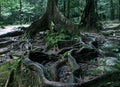 Thick tree roots spreading across the ground in a tropical forest, close up view Royalty Free Stock Photo