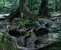 Thick tree roots spreading across the ground in a tropical forest, close up view Royalty Free Stock Photo